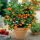  Chinesische Orange Orangensaft 40-60cm P12