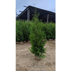    Thuja BRABANT Thuja Brabant 180-220 cm Baumsetzling KOSTENLOSE LIEFERUNG