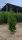  Thuja BRABANT Thuja Brabant 180-220 cm Baumsetzling KOSTENLOSE LIEFERUNG