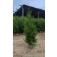  Thuja BRABANT Thuja Brabant 180-220 cm Baumsetzling KOSTENLOSE LIEFERUNG