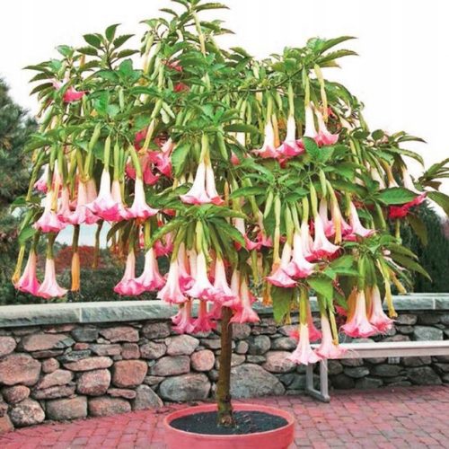  SAMEN Rosa Datura DATURA