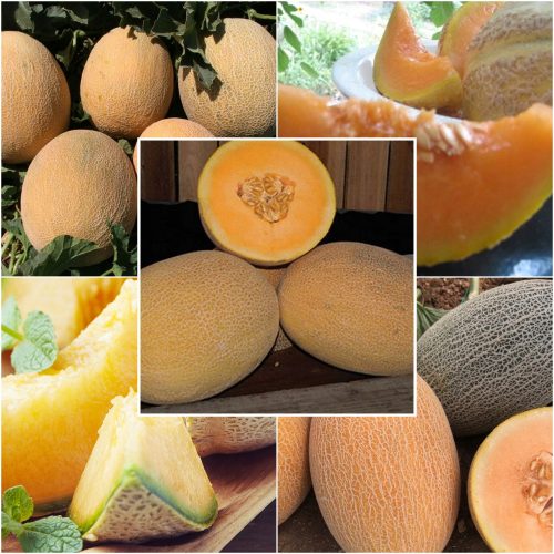  MELONENSAMEN-SAMMLUNG 4 Packungen. Set Nr. 1
