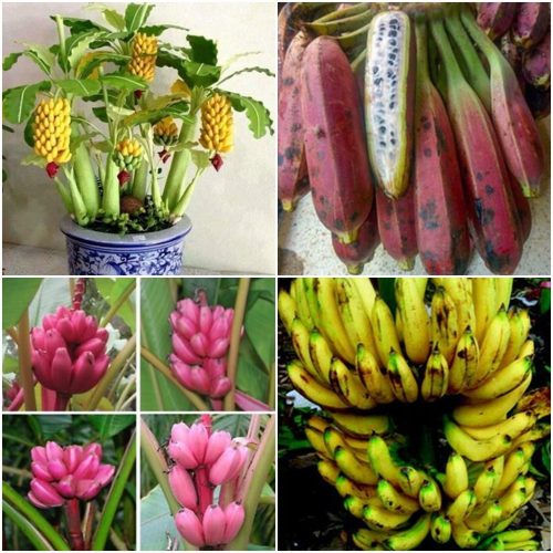  BANANENSAMEN, eine Artenmischung für Behälter