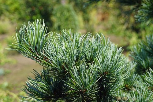  Kleinblättrige Kiefer NEGISHI Pinus parviflora FROSTBESTÄNDIGE SÄMUNG 100 cm