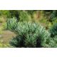  Kleinblättrige Kiefer NEGISHI Pinus parviflora FROSTBESTÄNDIGE SÄMUNG 100 cm