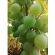  Weinrebe, WEISS, KERNLOS, 170-185 cm