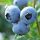  Blaubeer- und Duke-Blaubeer-Sämling in einem 0,5-1-l-Behälter, 20-30 cm