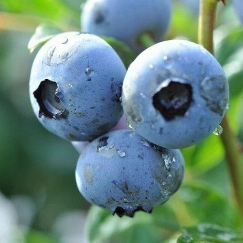  Blaubeer- und Duke-Blaubeer-Sämling in einem 0,5-1-l-Behälter, 20-30 cm
