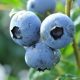  Blaubeer- und Duke-Blaubeer-Sämling in einem 0,5-1-l-Behälter, 20-30 cm