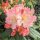  Percy Wieseman Lachs-Rhododendron-SAMEN