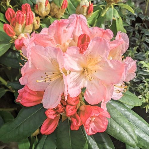  Percy Wieseman Lachs-Rhododendron-SAMEN