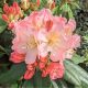  Percy Wieseman Lachs-Rhododendron-SAMEN
