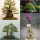  BONSAI-SAMEN-SAMMLUNG Nr. 8 Set mit 4 Packungen