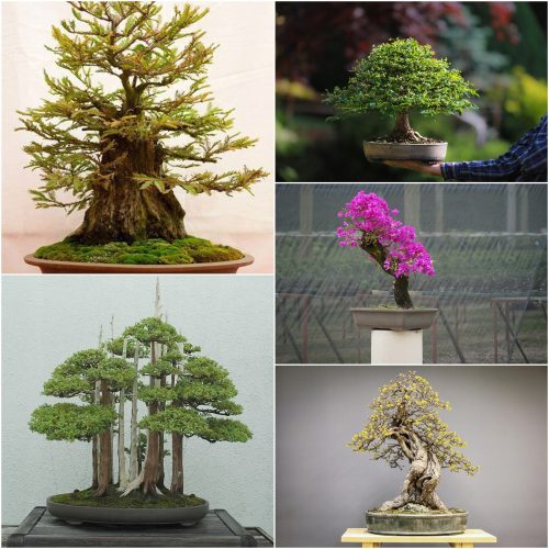  BONSAI-SAMEN-SAMMLUNG Nr. 8 Set mit 4 Packungen