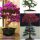  BONSAI-SAMENKOLLEKTION Nr. 4 Set mit 4 Packungen