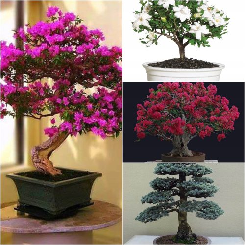  BONSAI-SAMENKOLLEKTION Nr. 4 Set mit 4 Packungen