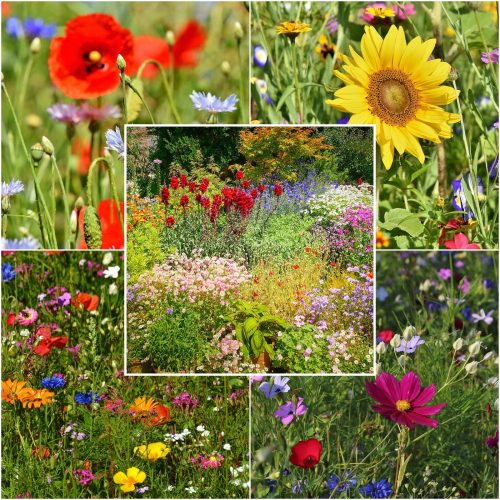  MISCHUNG AUS Wildblumen BLUMENWIESE 100g