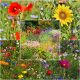  MISCHUNG AUS Wildblumen BLUMENWIESE 100g