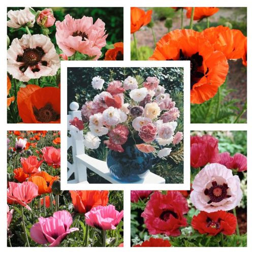  EASTERN POPPY SEED COLLECTION Set mit 3 Packungen