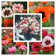  EASTERN POPPY SEED COLLECTION Set mit 3 Packungen