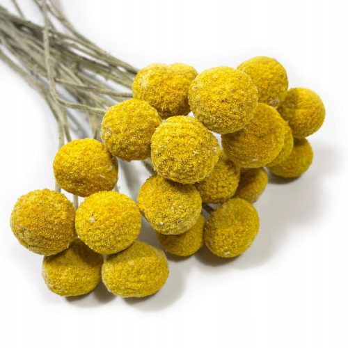 Getrocknete Kraspedia große Kugeln 20 Stück, gelb/naturfarbener Strauß 60 cm