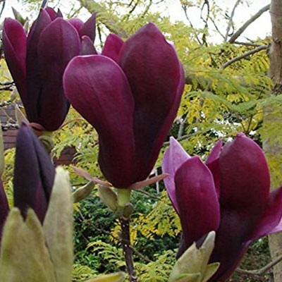  Magnolien und Tulpenbäume, wurzelnackter Sämling, 120-150 cm