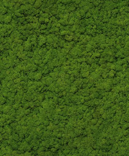 Grüne Tapete, die Moospflanzen-Vinyl auf einem Nicht-Feld imitiert