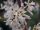  Forsythia White Abeliophylum Koreanische Sämlinge P9