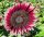  Sonnenblumenkerne Ziersonnenblume CHERRY QUEEN - Rot (Helianthus Annuus)