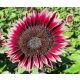  Sonnenblumenkerne Ziersonnenblume CHERRY QUEEN - Rot (Helianthus Annuus)