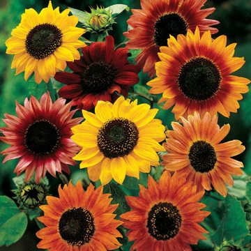  Dekorative Sonnenblumenkerne (Helianthus Annuus) SORTEN- UND FARBENMISCHUNG 1000 g