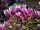 Magnolien und Tulpenbäume, Sämlinge im 1-2-Liter-Behälter, 5-20 cm