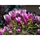  Magnolien und Tulpenbäume, Sämlinge im 1-2-Liter-Behälter, 5-20 cm