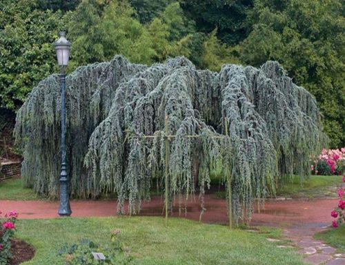  Libanesische Zeder Glauca Pendula 100-120cm 4L