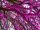  CERCIS CANADENSIS KANADISCHER JUDASIER