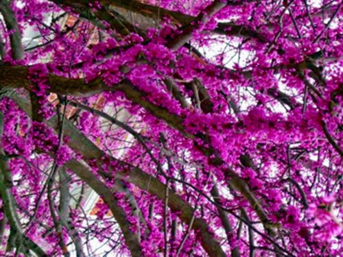  CERCIS CANADENSIS KANADISCHER JUDASIER