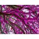 CERCIS CANADENSIS KANADISCHER JUDASIER