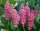  CLETHRA 'PINK SPIRE' ORSZELINA ALCHOLIDA