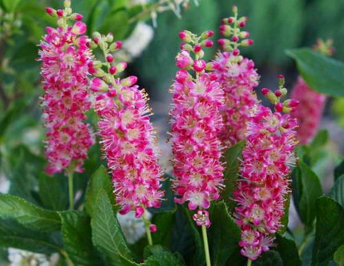 CLETHRA 'PINK SPIRE' ORSZELINA ALCHOLIDA