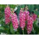  CLETHRA 'PINK SPIRE' ORSZELINA ALCHOLIDA