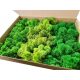 Dekoratives Moos Rentierkrabbenmoos 3 Farben MIX Premium