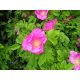  GK ROSE WILDROSE HONIG RUGOSA 30-60 CM.