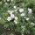  C2 FALTROSE WEIß ROSA RUGOSA HONIG ALBA 30-40 CM.