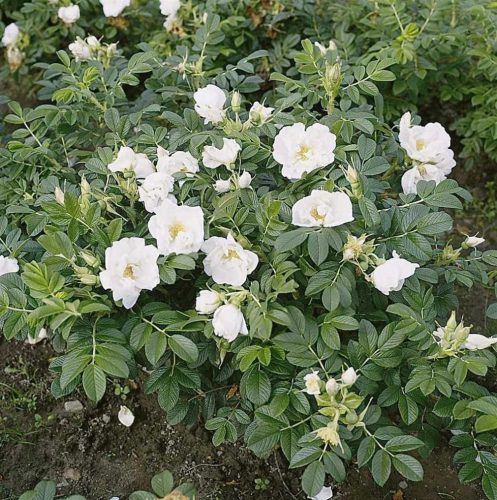  C2 FALTROSE WEIß ROSA RUGOSA HONIG ALBA 30-40 CM.