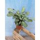  Ctenanthe Amagris Pflegeleichte Maranthaceae 12 Ø Topf