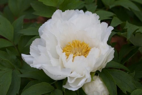  Strauchpfingstrose weiß weiß P14