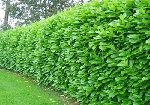  M EASTERN CHERRY LAUR ROTUNDIFOLIA GROSSHANDEL 50 STÜCK SCHNELLE HECKE