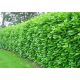  M EASTERN CHERRY LAUR ROTUNDIFOLIA GROSSHANDEL 50 STÜCK SCHNELLE HECKE