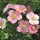  Aussaat des Pink Queen Bush Cinquefoil