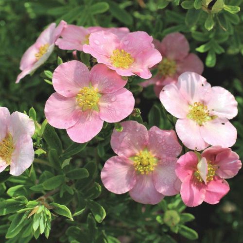  Aussaat des Pink Queen Bush Cinquefoil